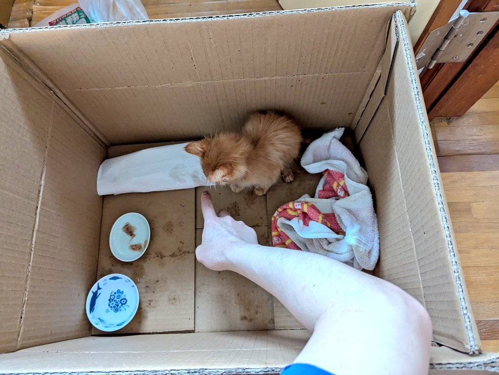 家の近くで雨にぬれていた子猫を保護