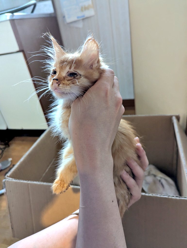 親とはぐれ、雨に打たれて1匹でさまよっていたようです