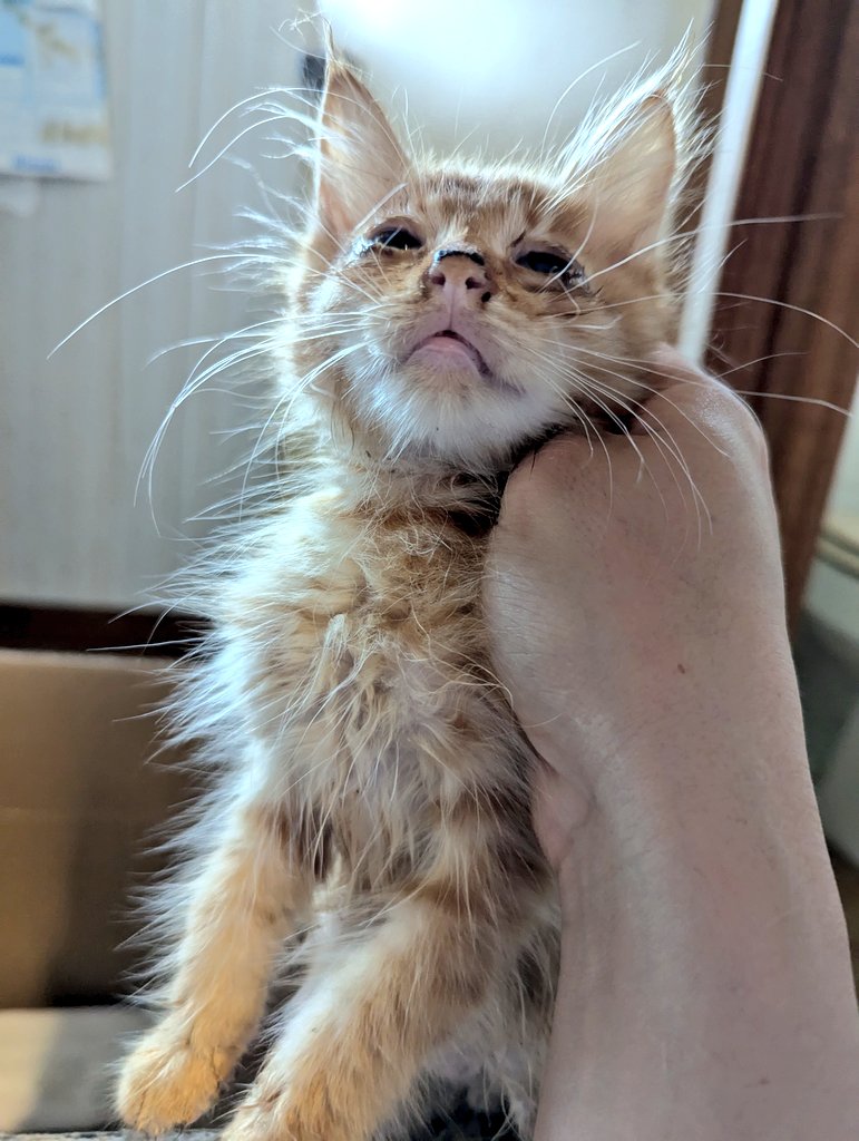 体をきれいに拭いて、親とはぐれた場所に戻してあげました