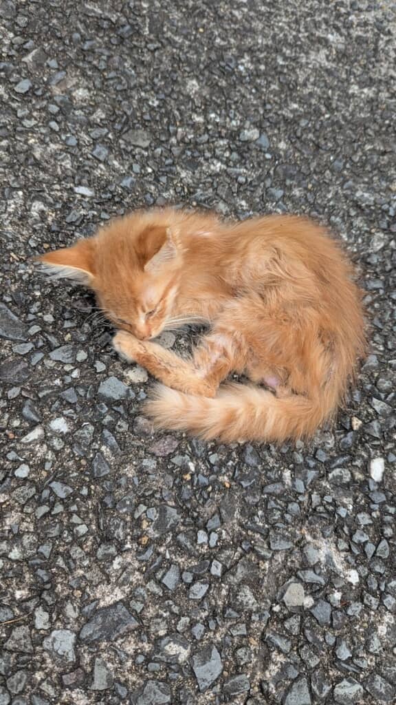 あのときの子猫!?