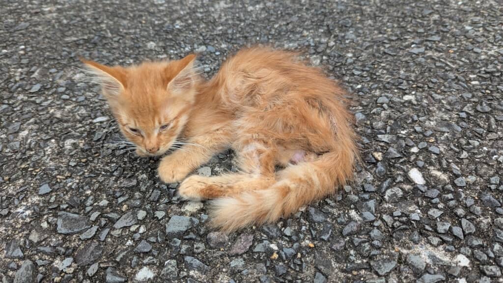 しかも以前より衰弱した姿……