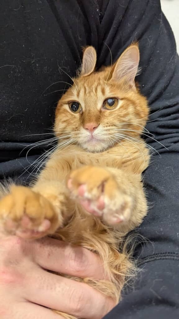 すっかり元気になったぽわげちゃん