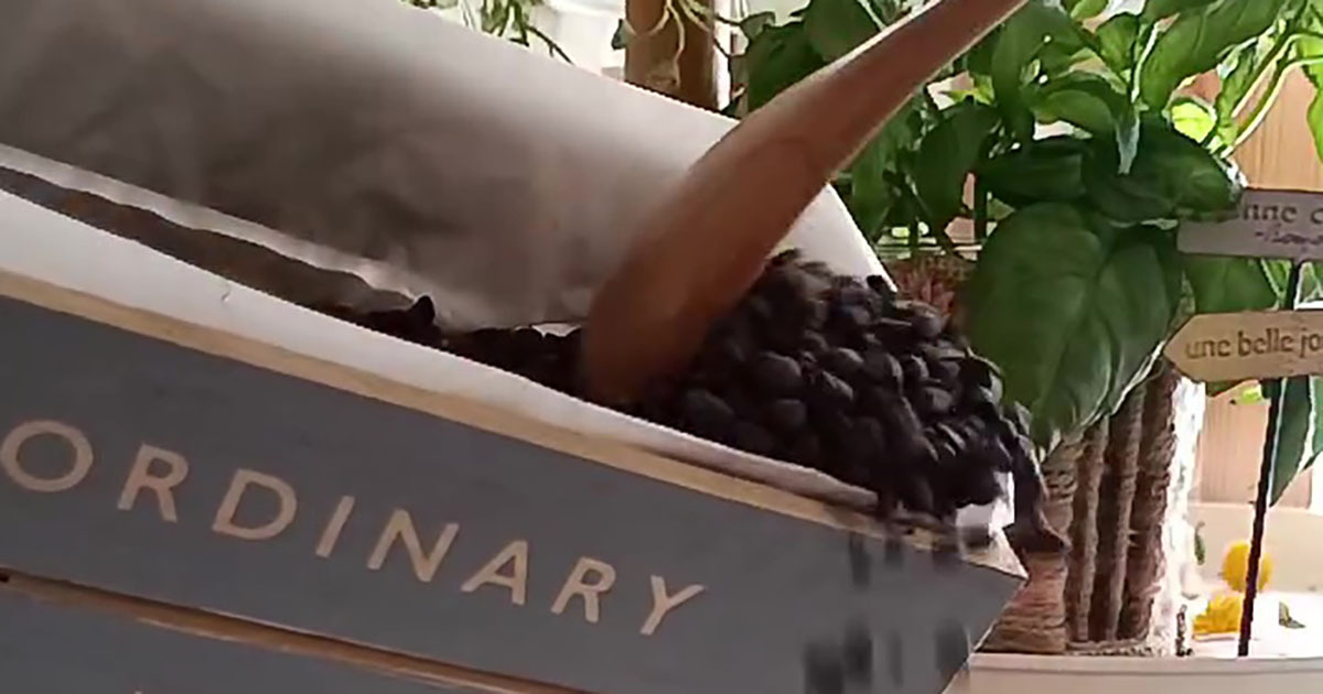 ダイソーのプランターに種をまき、毎日水やりするだけで…… 驚きの光景に「これが出来るのは衝撃的」「私もやってみたい!」(1/3) | ライフスタイル ねとらぼ