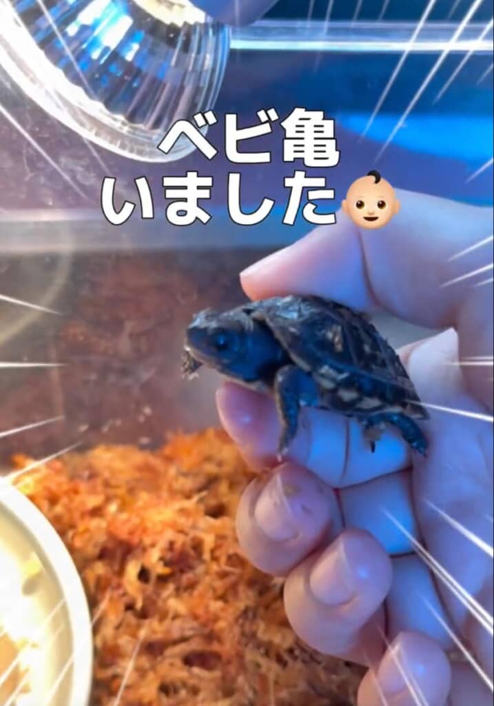 新たにカメの赤ちゃんを飼育していました