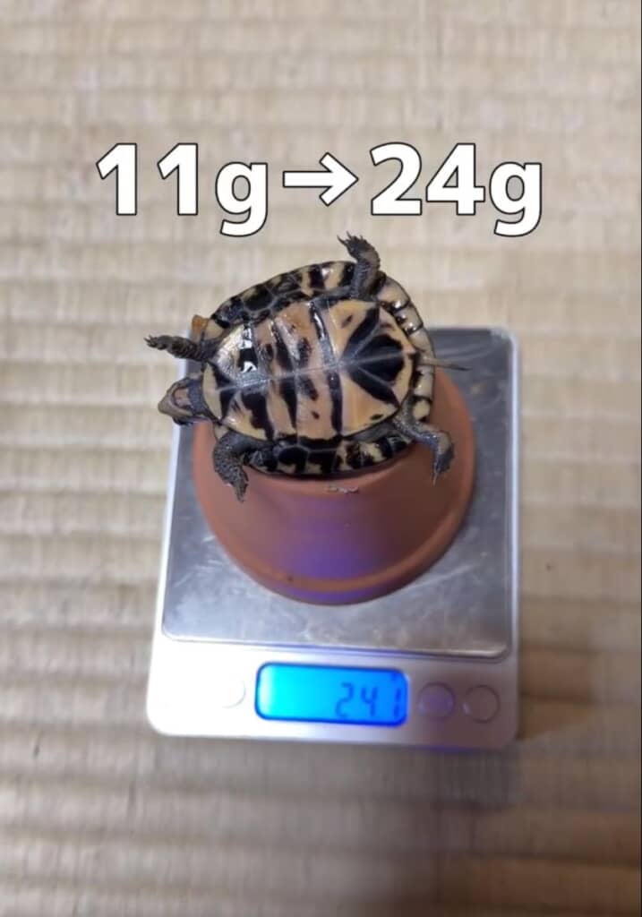 2カ月後、順調に育ってくれました