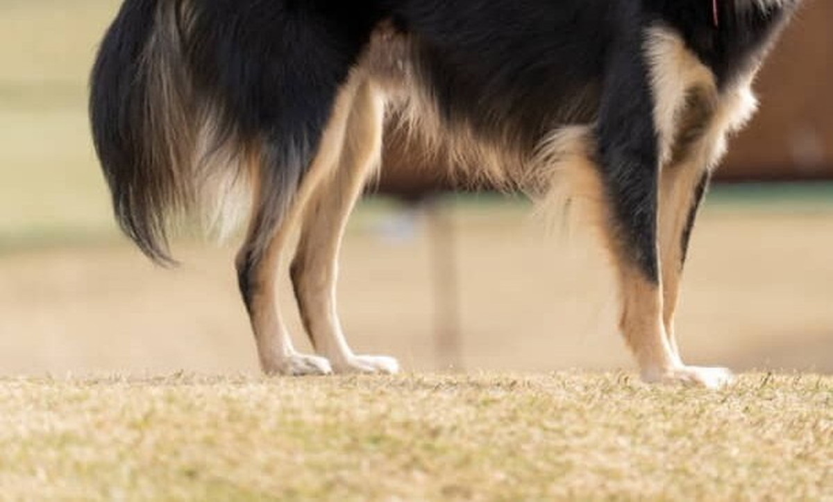 うちの犬は「刺さる人には刺さるビジュ」→まさかの姿が172万表示「どタイプすぎて」「とてもとても刺さります」（1/3） | 犬 ねとらぼ