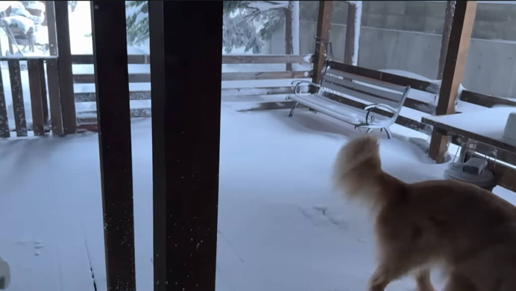 ウッドデッキに積もる雪