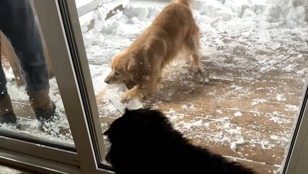 いいものもらったねぇ～