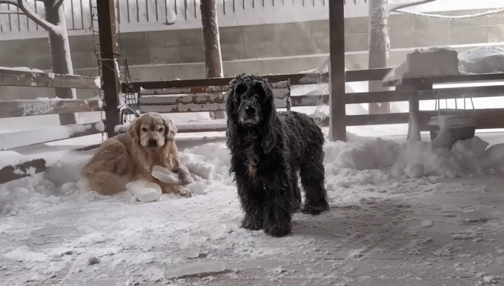 ふたりとも全身に雪が積もってますｗ