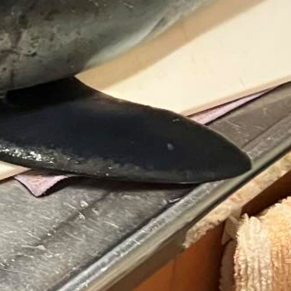 夫が2000円の魚を衝動買い→かついで帰宅したら……　まさかの正体に「心臓止まるかと」「奥さん怒らないのかなぁw」と84万表示 | その他生き物 ねとらぼ