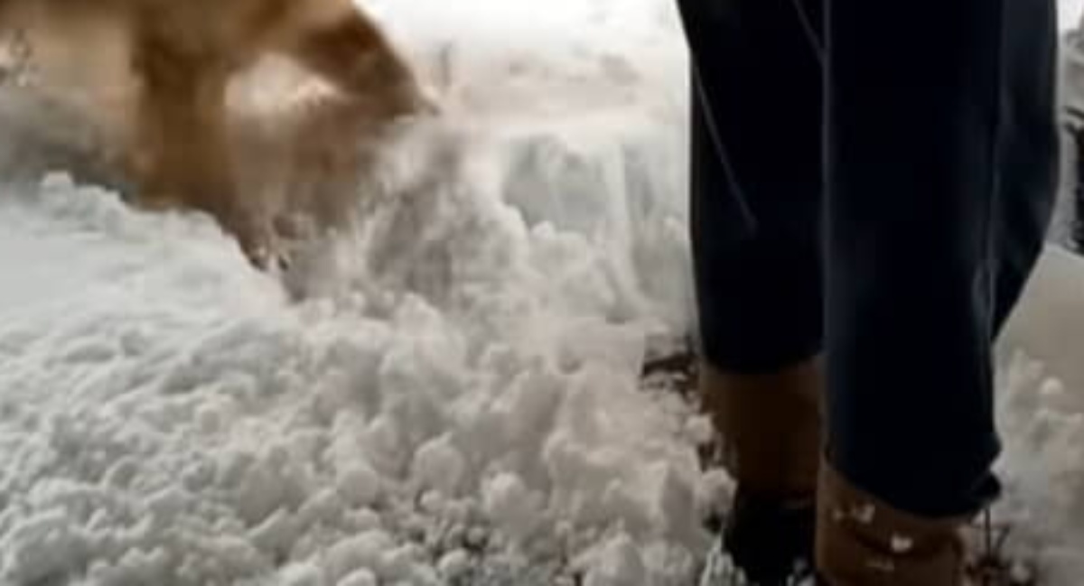 大雪の日、愛犬たちが庭で遊んでいると……　飼い主爆笑な姿に「なんでそんなに？ｗ」「別犬になっちゃうよ」（1/3） | 犬 ねとらぼ