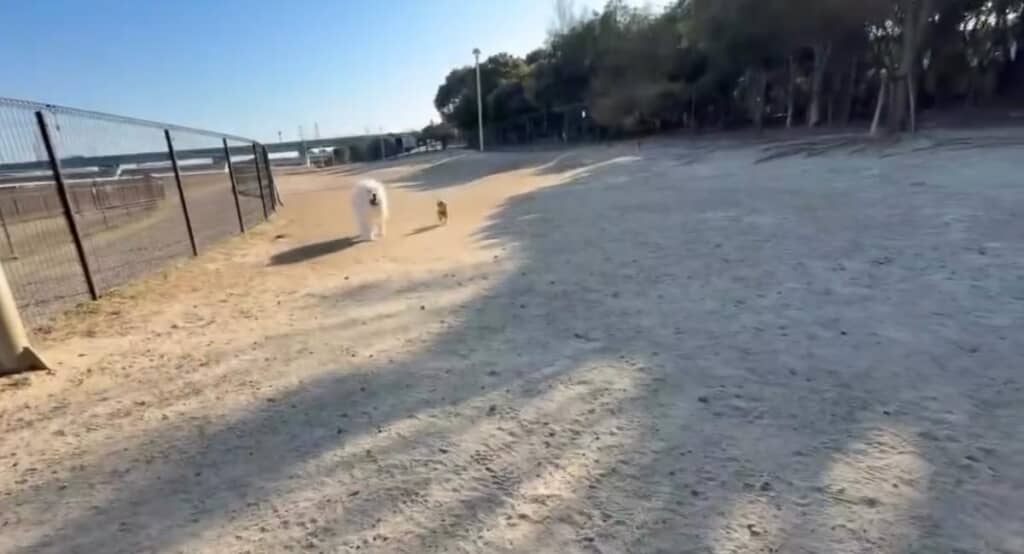 やっとワンコたちが登場！