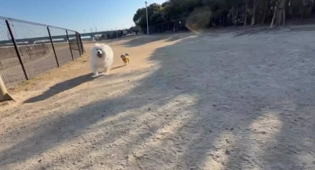 2匹は軽い走りで向かって来ます