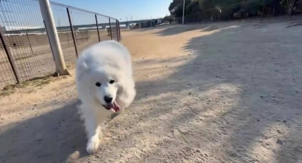 グレート・ピレニーズのsugarちゃん