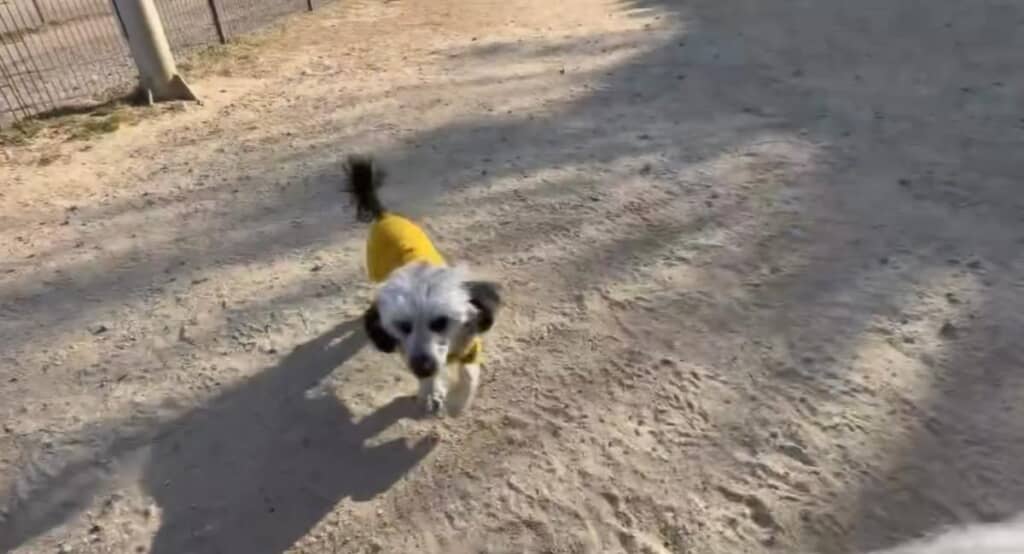 ミニチュアダックスフンド×トイプードルmixのduckyちゃん