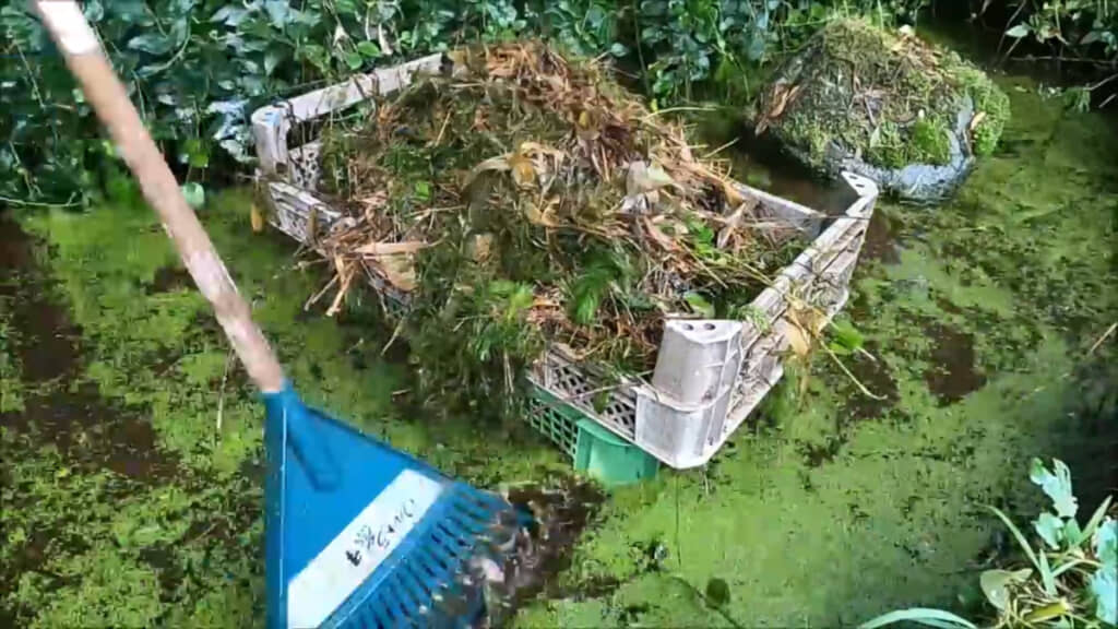 熊手で水草を取り除いていきます