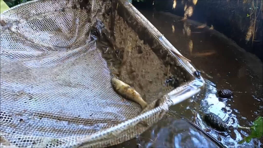 魚たちを網ですくって1度水槽に移します