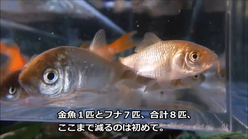 池で生き残っていた魚たち