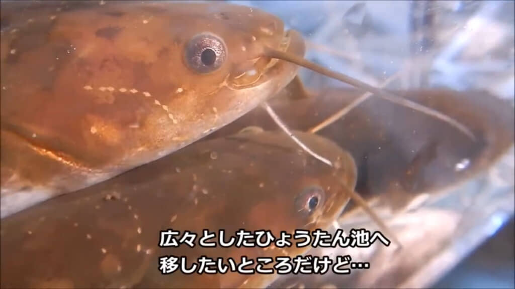 こちらはタライで育った小さめのナマズたち