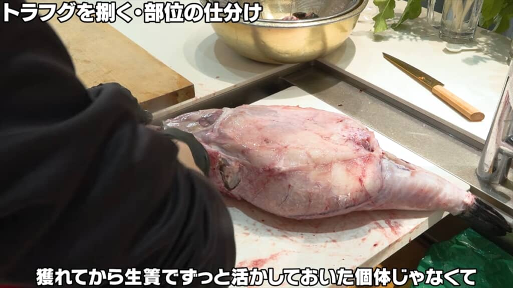 巨大トラフグをさばく