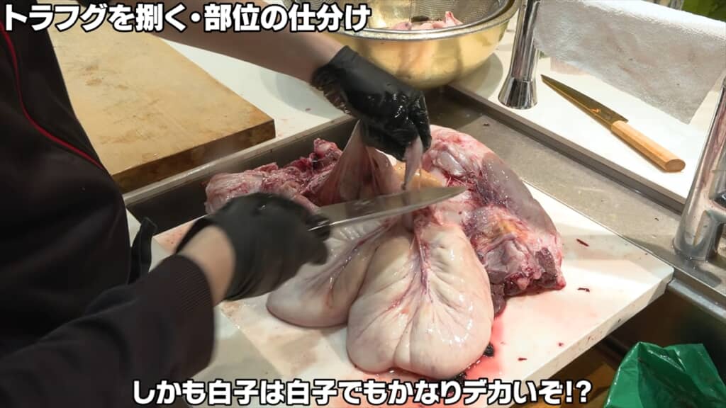 巨大トラフグから出てきた大きな白子