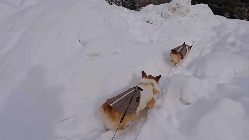 雪道をお散歩するもこくん＆りっくん