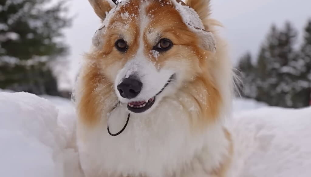 もこくんのお目当ては……？