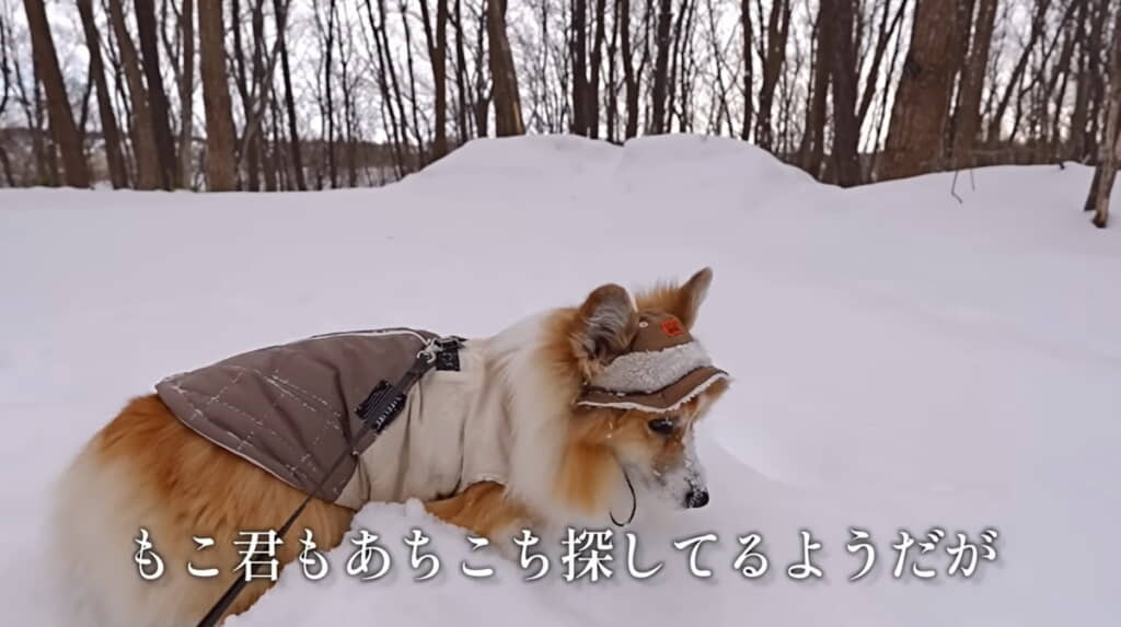 木の棒がなかなか見つからない