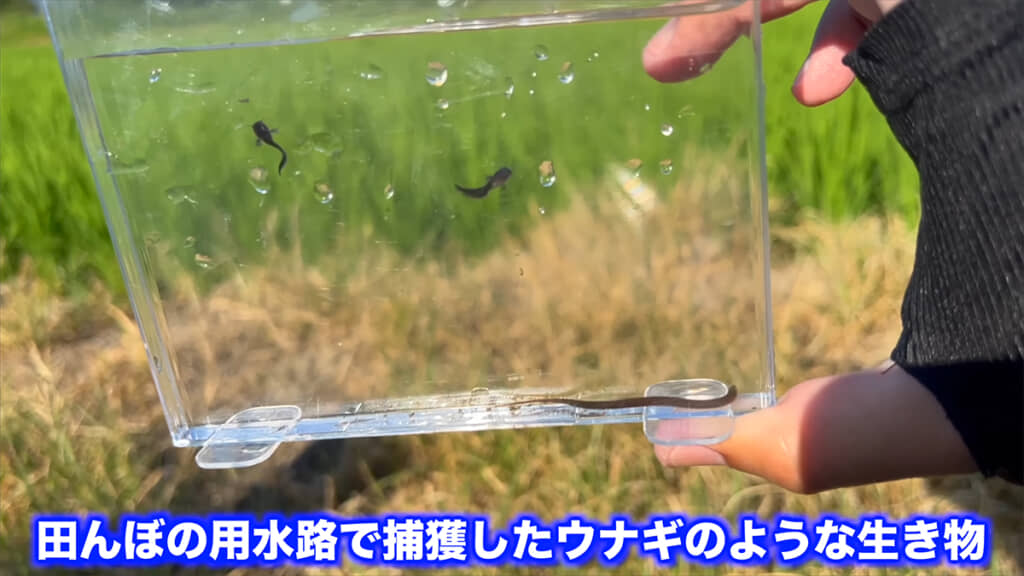 半年前に用水路で捕獲した、ウナギっぽい生き物