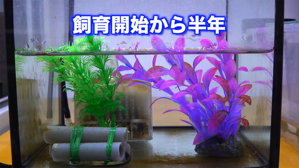 飼育開始から半年後、どのくらい大きくなったのでしょうか