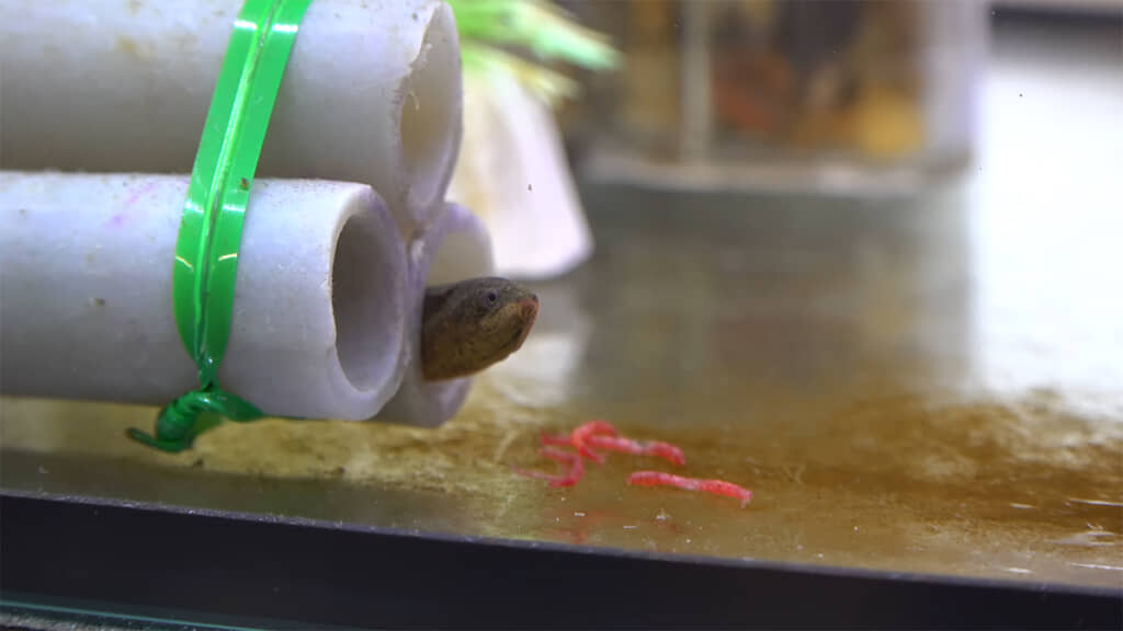 ちょっぴり警戒モードな様子