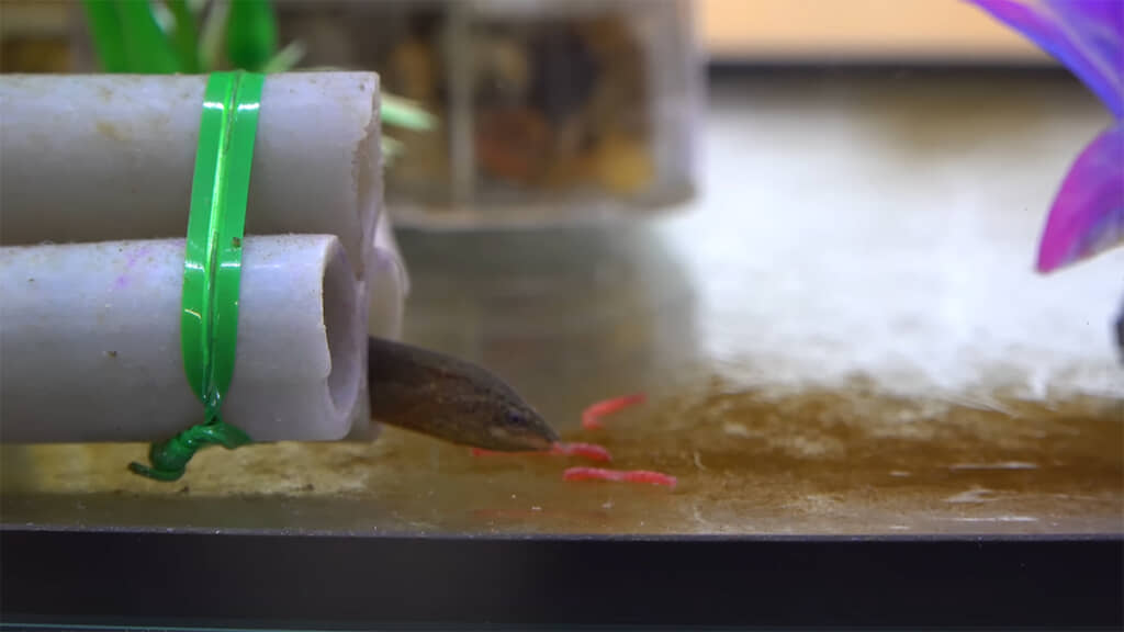 自分でアカムシを拾い、食べてくれました