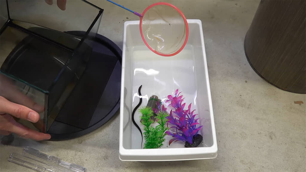 まずはタウナギを別の容器へ