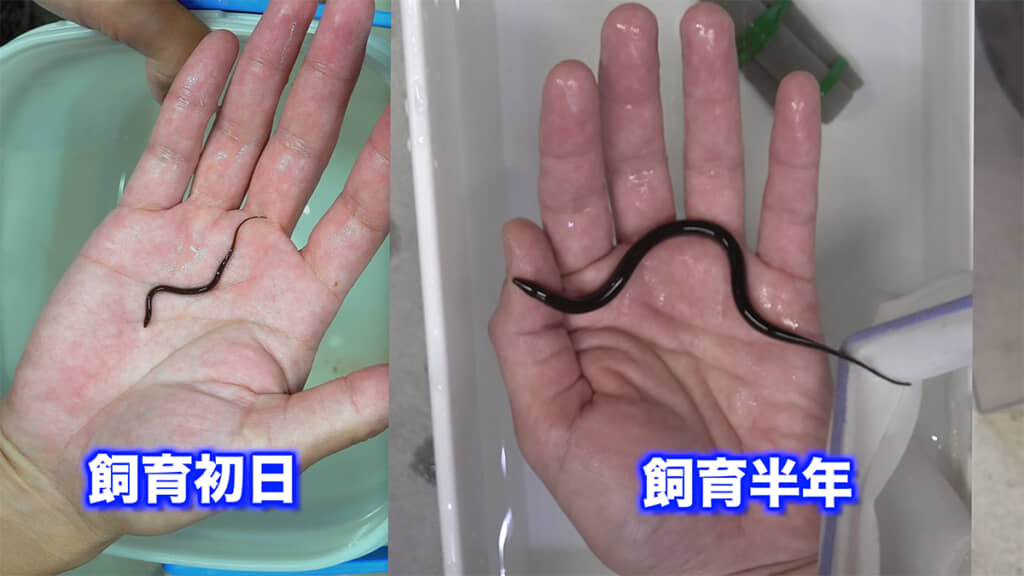 飼育初日と比較すると、かなり大きく太くなりました