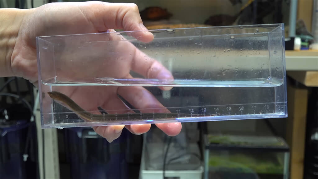 体長は約16センチもありました