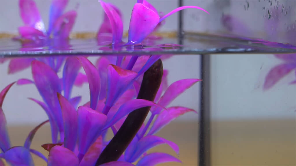 愛嬌があってかわいいタウナギなのでした