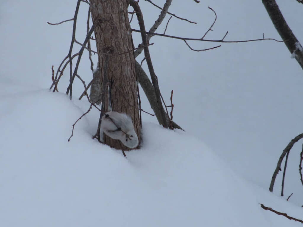 すごい位置ですごいポーズのシマエナガを発見！