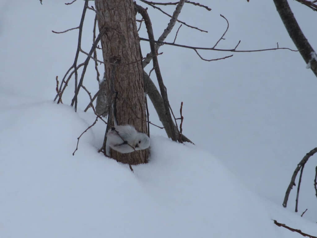 食事中なのかも？