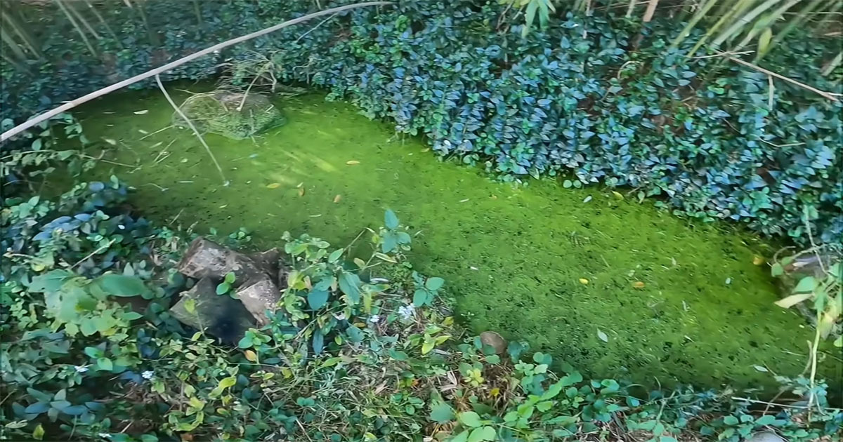 草ボーボーの“ひょうたん池”→水を抜いてみると……　目の前に広がる現実に「自然は厳しい」「好きだったのにな」（1/3） | その他生き物 ねとらぼ