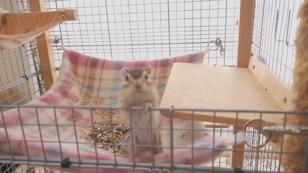 巣箱から落ちたものがハンモックに集まっています