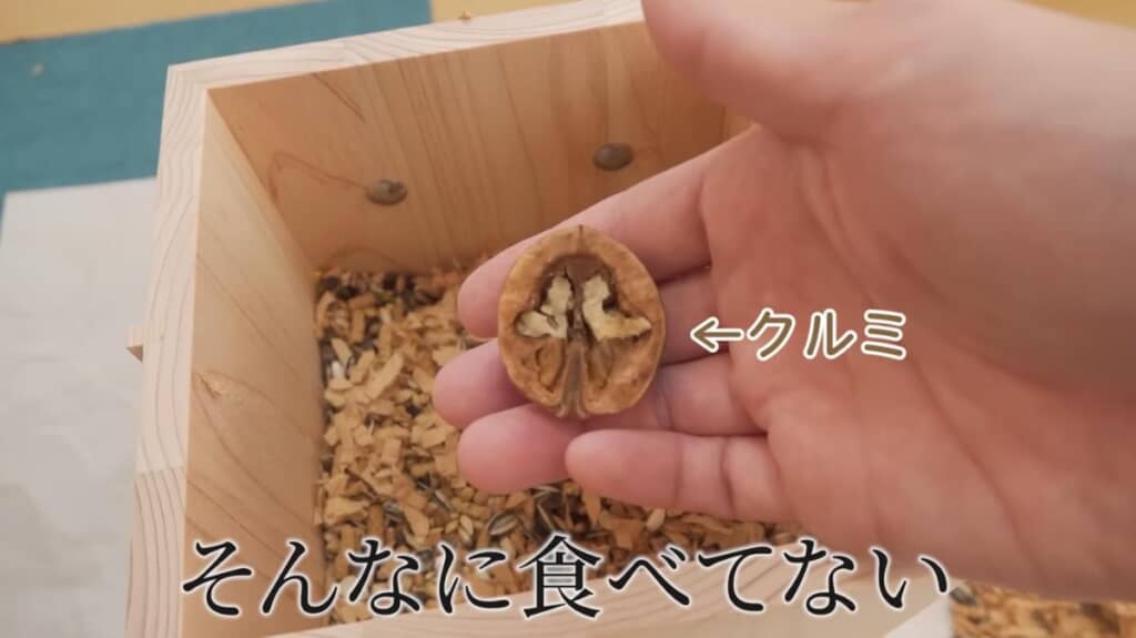 床材をどかすと、まめたくんの宝物がたくさん