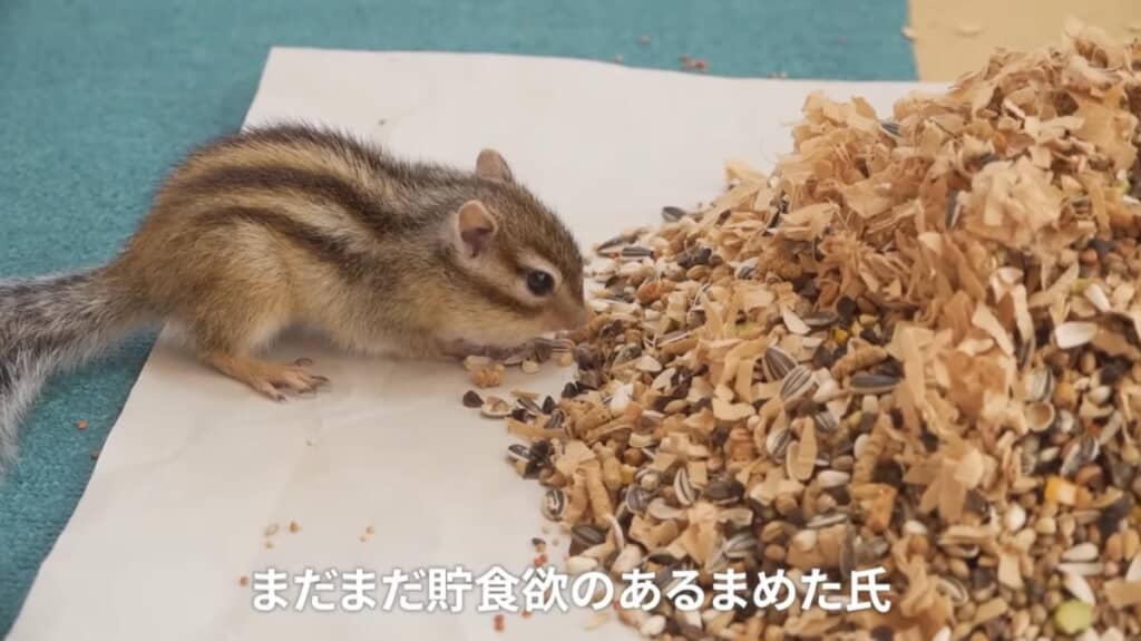 まだまだ貯食が止まらないまめたくんなのでした