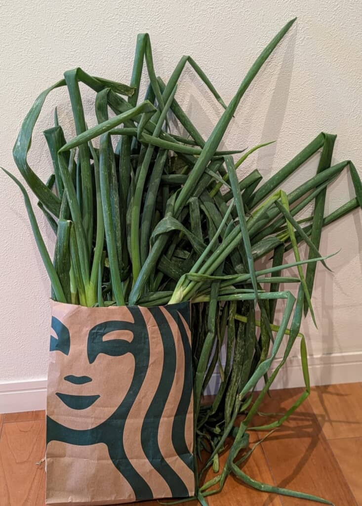 髪が生えているみたいに大変身!