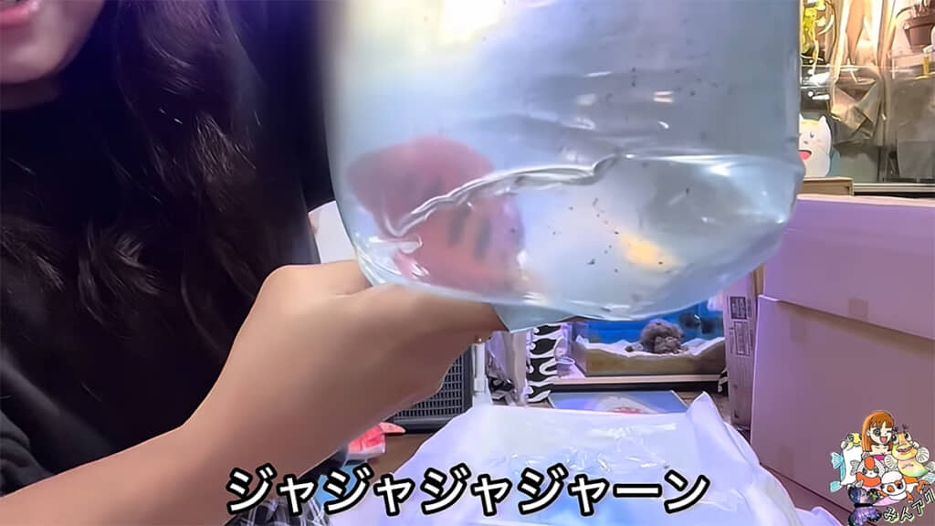 真っ赤な体が美しい「フレームエンゼル」