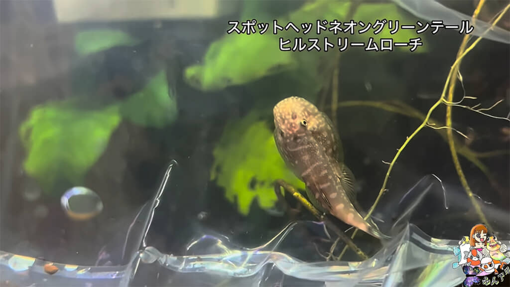 水槽の掃除をしてくれる魚たちも購入しました