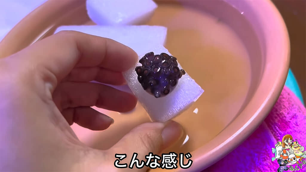 マメスナギンチャクは暖色系の色でした