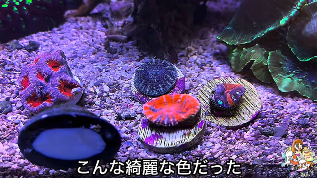 水槽に入れると、とても美しい色を見せてくれました