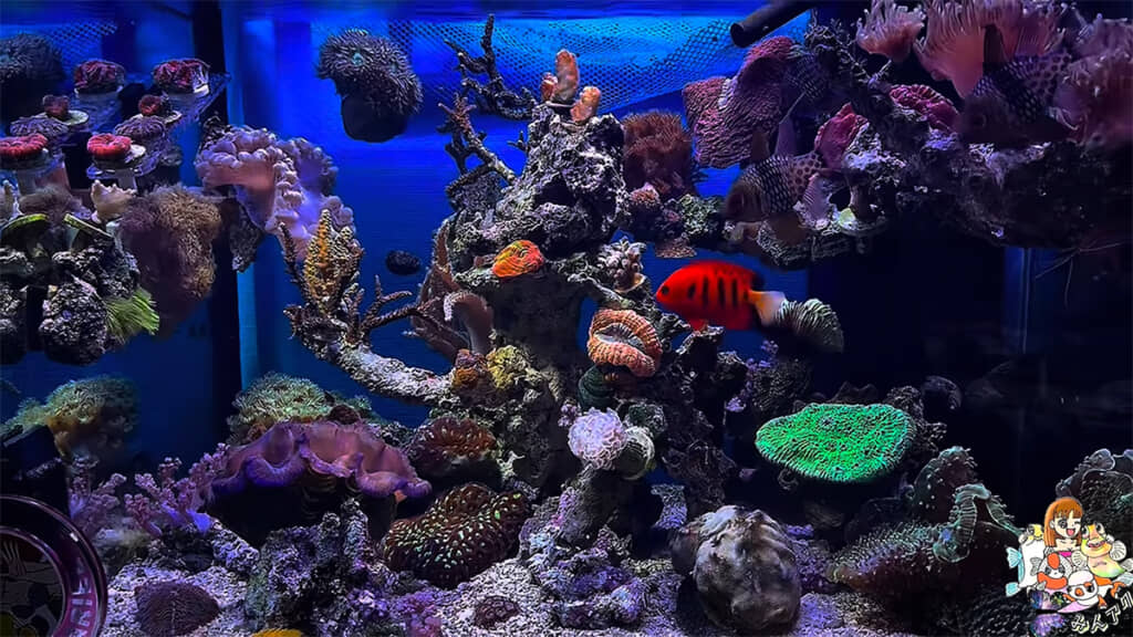 フレームエンゼルの名前は「さゆり」ちゃんに決定