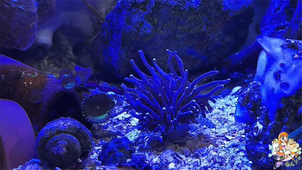 24Kゴールドトーチは今後に期待です