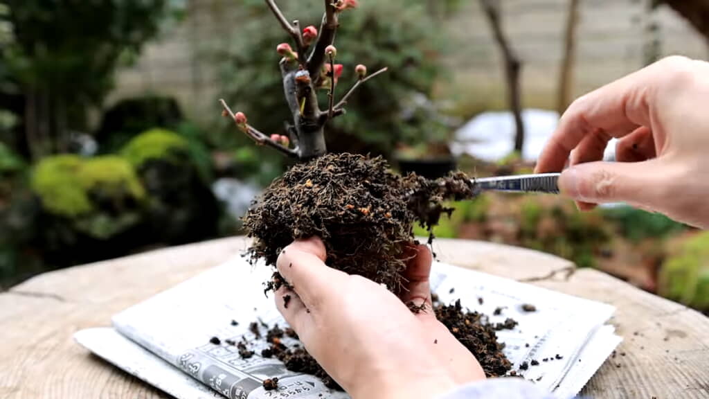 既存の用土を落とす